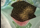 麦富迪狗粮 藻趣儿狗粮成犬粮牛肉螺旋藻 均衡营养15kg/30斤 实拍图