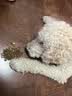 网易严选犬粮 小型犬酸奶狗粮幼成犬通用 促进消化 50g*2 实拍图
