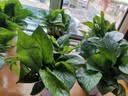 绿萝盆栽室内客厅绿植花卉 家用净化空气绿箩植物吸除甲醛吊兰 高20CM【仿瓷龙蛋】8盆+喷壶+5肥 实拍图