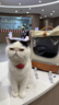 华元宠具（hoopet）猫包大容量宠物便捷外出便携透气双肩手提布偶狗背包幼犬外出包 实拍图