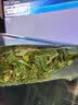 小罐茶冷泡茶茉莉普洱桂花龙井乌龙等4盒装&试饮共110g+冷泡杯（随机） 实拍图