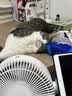 欢宠网猫咪牵引绳猫绳宠物防挣脱可调松紧背心式专用溜遛猫绳子外出用品 实拍图