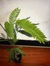 HB-101植物活力素营养液1000ml兰花多肉僵苗促生长生根液花卉绿植通用 实拍图