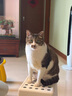 素力高（SolidGold）猫粮高蛋白 鸡肉益生菌进口猫粮3磅/1.36kg 实拍图