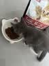 亿迪 猫粮幼猫1-4月12月全价奶糕蓝猫英短美短小猫专用离乳期3斤 实拍图