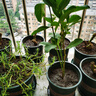 致荟树玫瑰花苗四季开花盆栽花卉植物室内外庭院蔷薇月季花老桩带花树苗 混色系【5颗】 实拍图