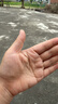 【25周年纪念版】哈利波特与火焰杯 25周年纪念版  京东自营 人民文学出版社 初版封面焕新重制 阅读 童书  黑色星期五 一升二衔接 小升初衔接  实拍图
