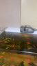 LED全光鱼缸灯同款水族箱鱼缸照明灯架水草灯增艳发色灯神灯节能 12瓦三档变光48cm（适合50-60cm鱼缸） 六排灯珠 实拍图