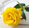 皇家猫粮 英短成猫粮 BS34 通用粮 12月以上 2KG 实拍图
