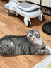 普安特宠物猫咪洗耳液耳螨狗狗滴耳液猫耳朵清洁耳垢臭痒漂护理液尔加分 实拍图