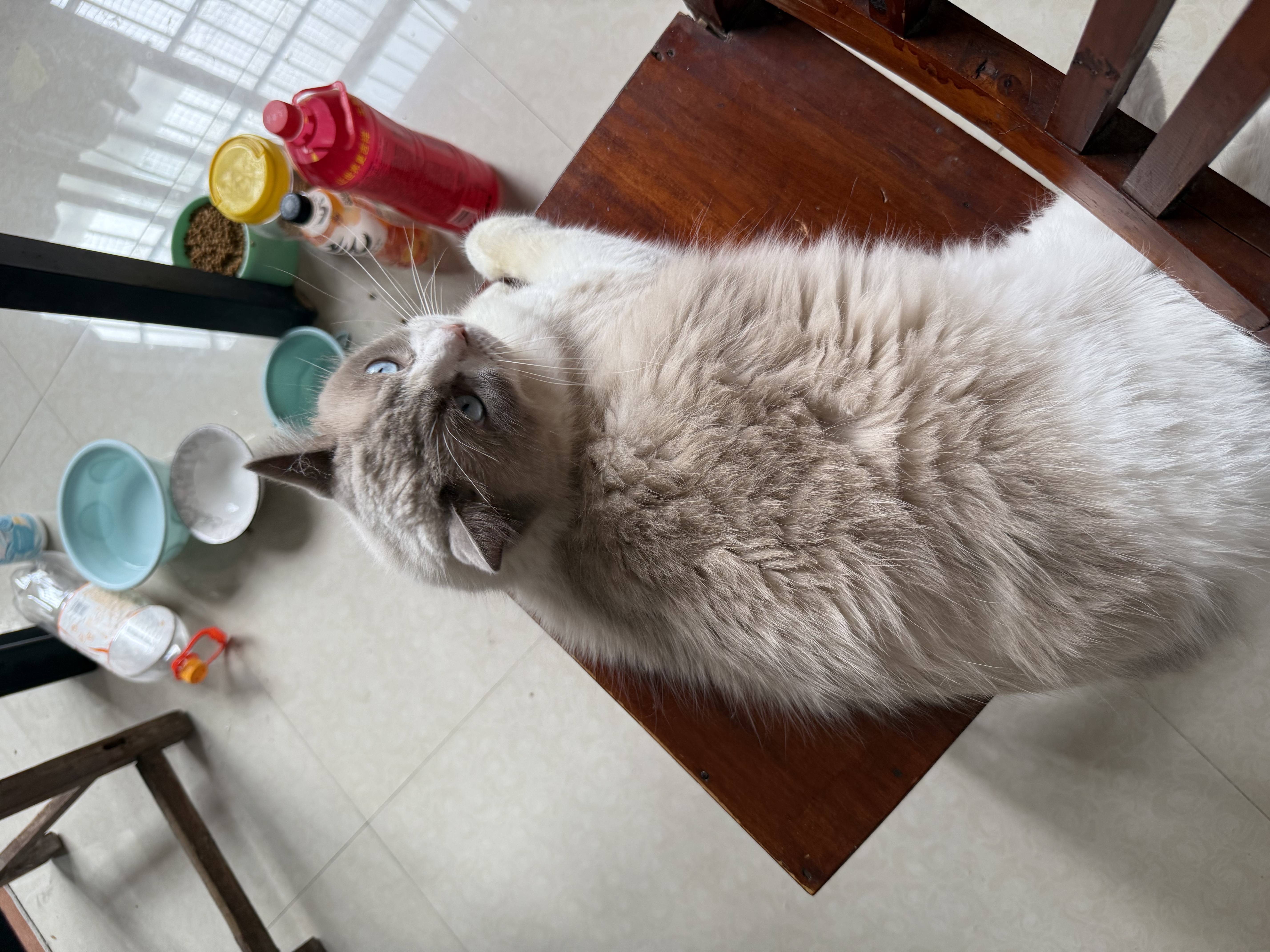 朗仕鲜肉猫粮 成猫幼猫通用型 布偶美短蓝猫 高蛋白牛肉猫粮10kg/20斤 实拍图