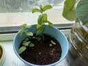 IAM City Farmer薄荷DIY植物盆栽幼儿园趣味种植盆栽桌面种植可食用薄荷种子10082 实拍图