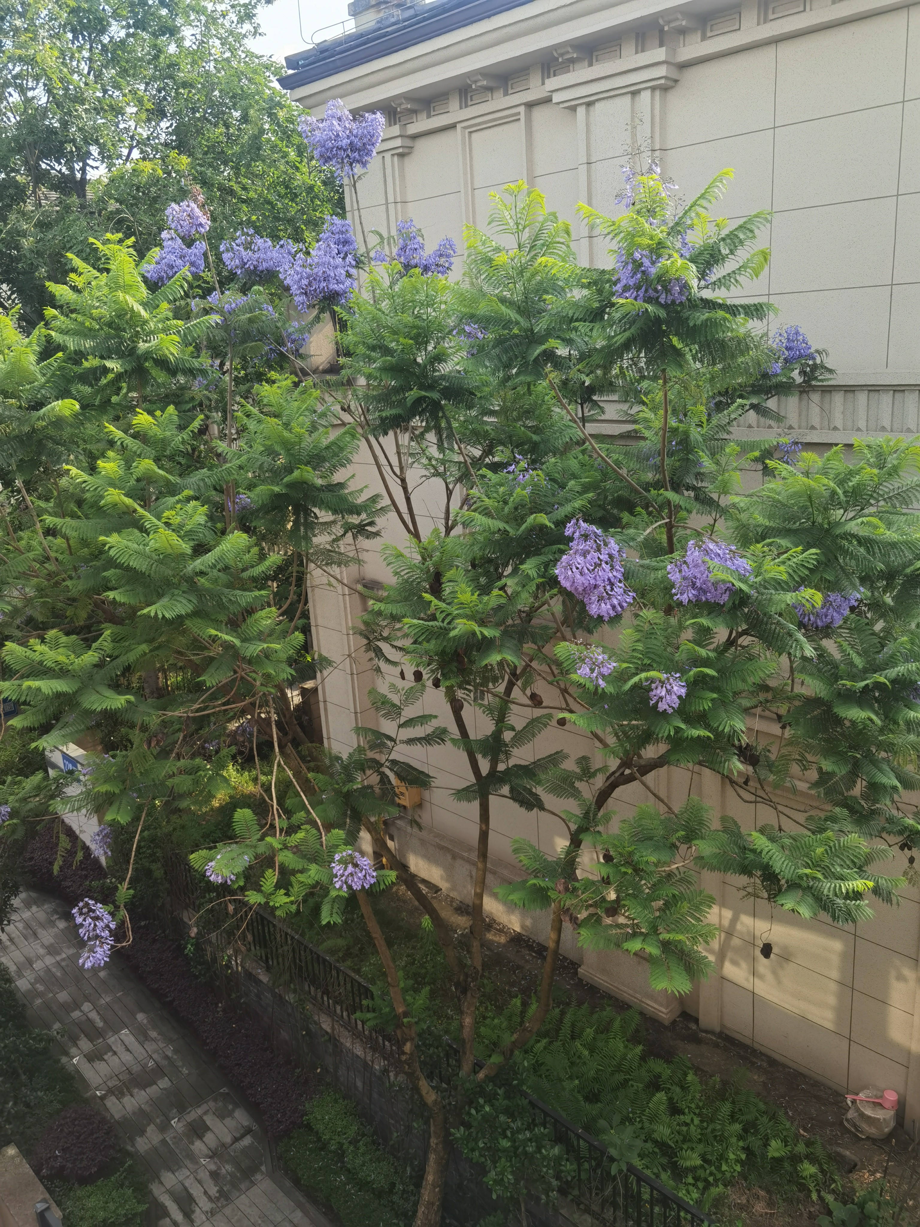 德力西喷雾器喷壶打药机神器农用小型消毒家用浇花农药喷水壶喷枪喷洒 5L特厚款+原厂喷杆+肩带 实拍图