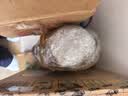 西王 食用油 玉米胚芽油鲜胚3L 非转基因物理压榨 实拍图