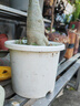 爱丽思（IRIS）Deepot花盆加厚树脂控根圆口绿萝绣球月季多肉发财树塑料加仑花盆 6号白色(口径约20.3cm)约3L 实拍图