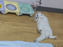 贵为（GiGwi）逗猫玩具木天蓼呼啦圈狐狸磨牙幼猫猫咪自嗨解闷响纸发声逗猫棒 实拍图