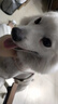Orijen渴望狗粮 六种鱼 成犬全价鱼肉美毛进口犬粮11.4kg*2包效期26/12 实拍图
