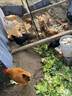 卫将跳蚤药大面积专杀灭杀养殖场专用杀虫剂鸡虱子螨虫跳蚤苍蝇特效药 3袋【百平再无虫】 晒单实拍图