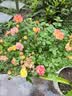 行湘爬藤月季花苗绿植盆栽阳台花园地栽植物阳台花卉爬墙耐寒源头直发 实拍图