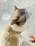 HELLOJOY宠物猫咪狗狗排梳猫梳子宠物去浮毛开结钢梳布偶长毛猫专用猫毛梳 实拍图