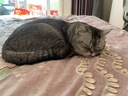 伯纳天纯经典系列通用蓝猫金渐层美短成猫猫粮毛球管理1.5kg/3斤 实拍图