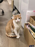 pidan猫砂 超细豆腐膨润土混合猫砂6.18KG*3包 整箱装皮蛋猫砂自营 实拍图