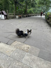 嬉皮狗狗狗牵引绳大型犬胸背带背心式防爆冲遛狗绳子 L码 建议29-45斤 实拍图