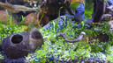 尼特利（NETLEA）水草泥鱼缸净水营养土水族养鱼水藻泥免水洗种植土草缸底砂 二代-自然粒 9L 实拍图