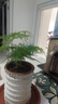 文竹盆栽绿植花卉盆景植物室内客厅水培文松云竹文竹大苗四季常青 小文竹【2棵更实惠】原土球发货 高度15-25cm 实拍图