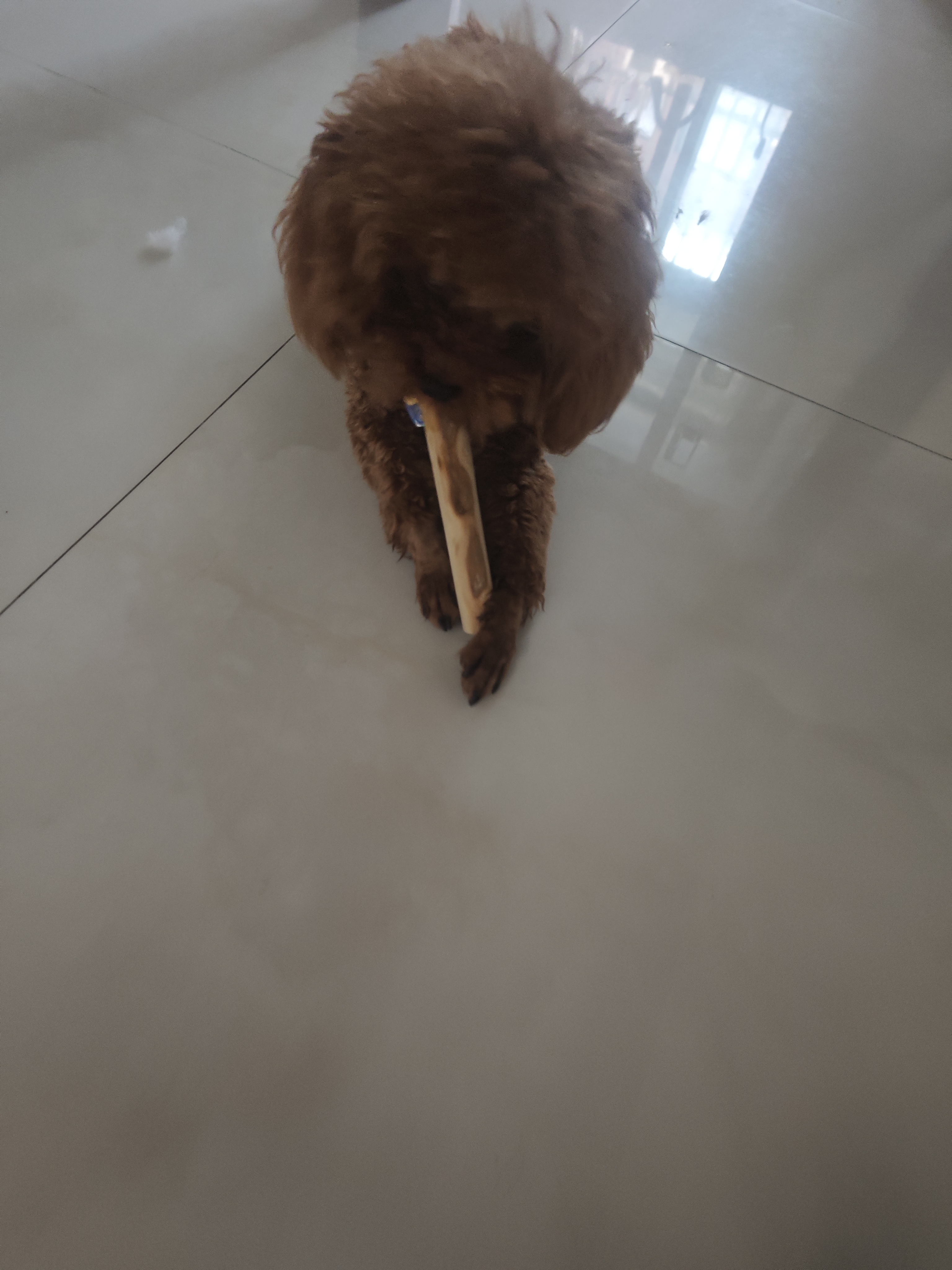 HELLOJOY咖啡木磨牙棒狗狗宠物玩具洁牙洁齿大中小型幼犬防拆家专用耐啃咬 实拍图