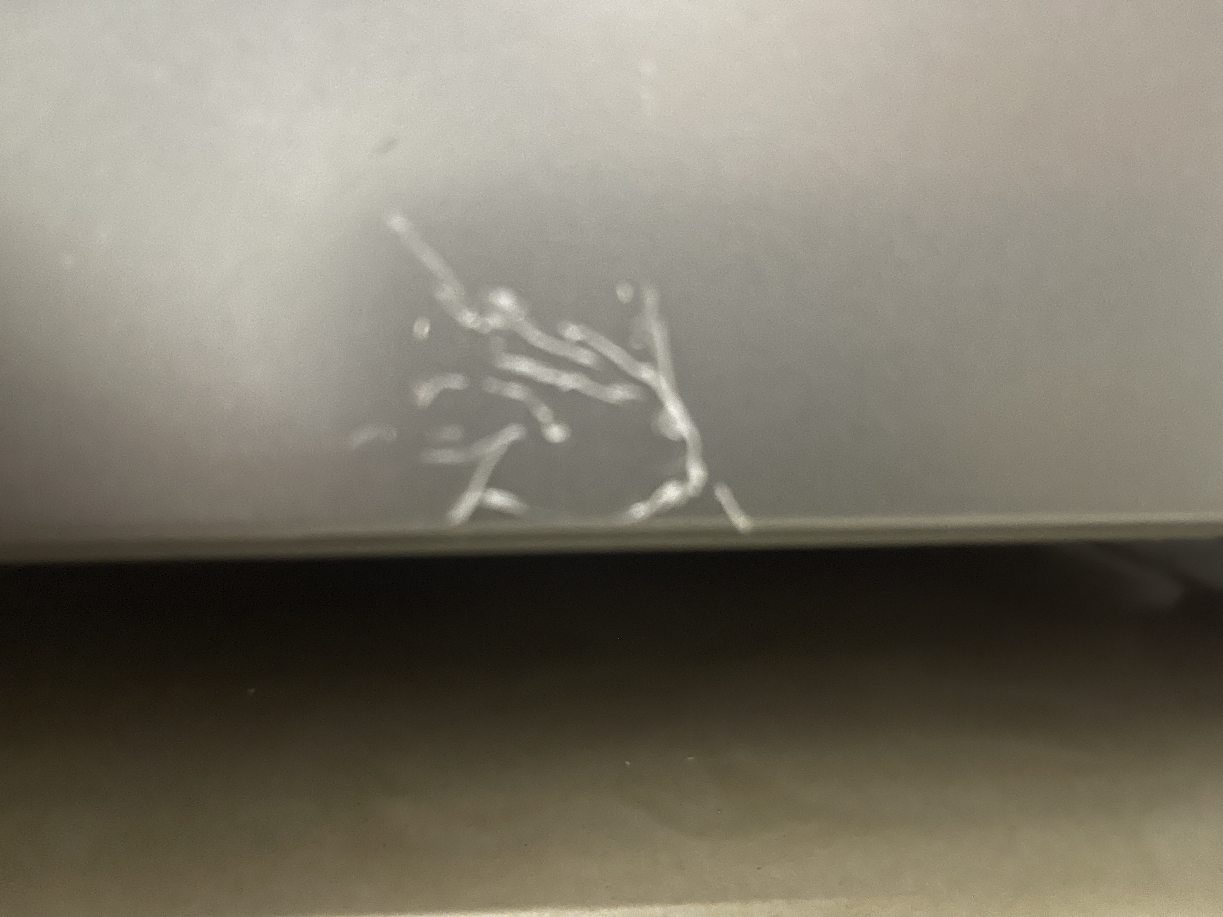 海尔（Haier）538L对开门冰箱变频1级90°开门悬停DEO净味杀菌大容量BCD-538WGHSSEDBK 实拍图