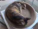 疯狂的主人圆形猫抓板窝耐磨不掉屑猫窝一体猫咪抓盆超大号抓不烂猫爪板耐抓 实拍图