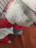HELLOJOY宠物猫咪狗狗排梳猫梳子宠物去浮毛开结钢梳布偶长毛猫专用猫毛梳 实拍图