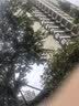 大卫免手洗平板拖把头替换布棉头拖布头拖把盘拖把杆原装专用配件墩布 P12原装布2只(送1只)11×40CM 实拍图