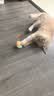 欢宠网猫玩具猫咪不倒翁羽毛逗猫棒自嗨解闷发声铃铛球猫猫小猫幼猫宠物 实拍图