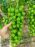 国光抗秀 0.1%S诱抗素植物防冻液剂果树苗木抗冻液剂植物生长调节剂 晒单实拍图