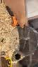 比克熊 仓鼠跑轮+支架安静无噪音双轴承运动玩具用品透明色21cm 实拍图