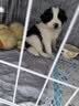 贝初众狗笼小中大型犬狗笼子猫笼带厕所加粗折叠宠物笼子柯基笼幼犬狗笼 白色加粗狗笼62*43*53【15斤内】 白色带厕所托盘 清洁方便 无毛边无倒刺不卡脚 实拍图