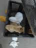朗缤 兔子活体宠物兔活体新西兰肉兔公主兔小白荷兰侏儒活物兔子宠物 黄色公主兔1只 实拍图