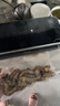 得力真空封口机家用抽真空包装机食品塑封机全自动真空机一体式外抽真空保鲜打包机旗舰款高颜值 实拍图