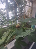 盛禾 意大利快熟面盛之禾意大利面 儿童番茄肉酱意面牛肉面速食方便面 番茄牛肉意大利面 158g*4袋 实拍图