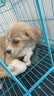 麦富迪狗粮 无谷牛肉双拼狗粮成犬 小型犬中大型犬通用10kg/20斤 实拍图