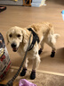 欧恩焙加拿大进口中大型犬全犬粮烘焙狗粮柯基金毛美毛羊肉狗粮11.34kg 实拍图