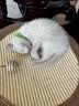 疯狂的主人猫抓板不掉屑剑麻猫窝猫咪玩具耐磨耐抓麻绳一体猫爪板猫咪用品 实拍图