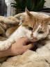BOTH 烘焙猫粮 幼猫成猫全阶段 鸭肉梨泪痕管理 猫粮试吃200g 实拍图