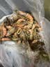 东上御品 塞拉利昂 斑节虾 海鲜水产 竹节虾 30-40只2斤净重-源头直发 实拍图