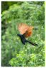 索尼（SONY）FE 100-400mm F4.5 GM OSS 恒定光圈超远摄变焦镜头 SEL100400MC 实拍图