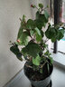 春沭扶桑花苗四季重瓣盆栽红色朱瑾牡丹草花卉植物室内阳台开花绿植物 粉色扶桑 不含盆 实拍图