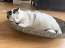 疯狂的主人猫抓板窝碗形超大号猫抓盆不掉屑猫窝宠物猫玩具瓦楞纸猫爪板 实拍图