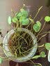 播种心情碗莲种子莲花荷花种子鱼缸池塘水培绿植花卉种籽已开口包发芽水草 开口碗莲种子30粒 实拍图